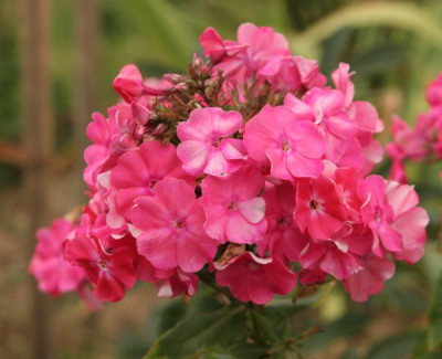 phlox_rosa_2359.jpg