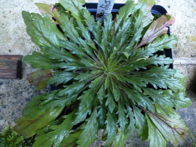 Digitalis_ferruginea_Saemling.jpg
