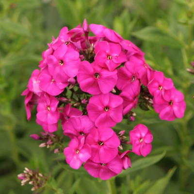phlox_pink_2357.jpg