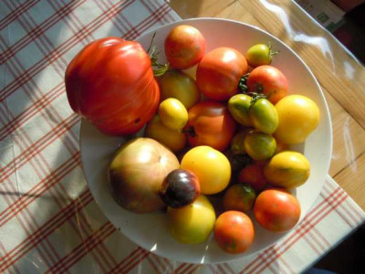 Tomaten_Sept_14_Tomatenente_001.JPG