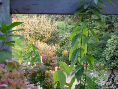 Blick_in_den_Garten_Sept_2014.JPG