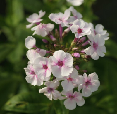 phlox_weiss_2180.jpg