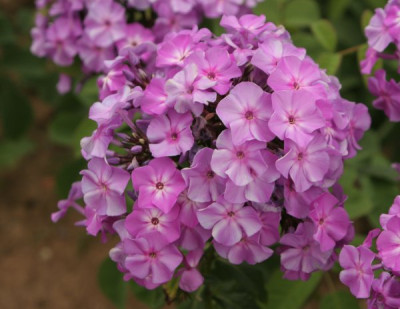 phlox_blau_2356.jpg