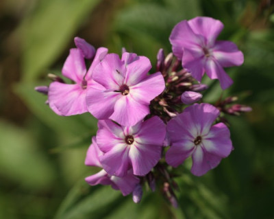 phlox_blau_2179.jpg