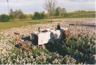 habue_blumenwiese_002.jpg
