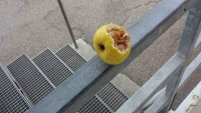 unbekanntefrucht.jpg