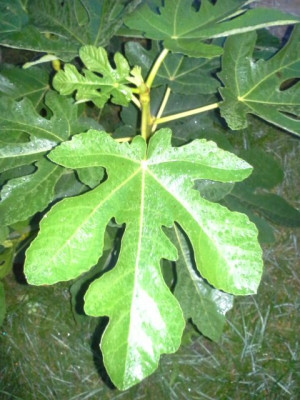 Blatt_m.jpg