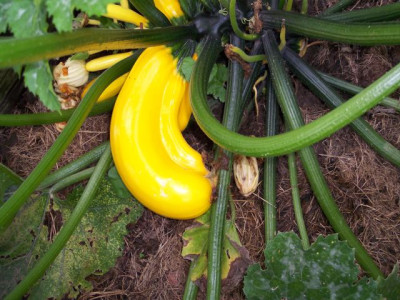 Zucchini1.jpg