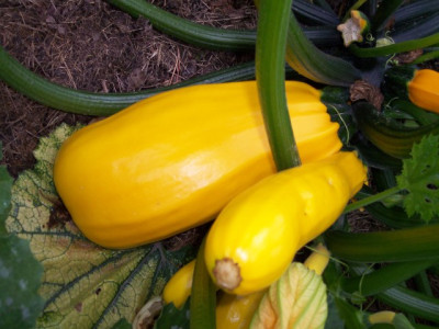 Zucchini2.jpg