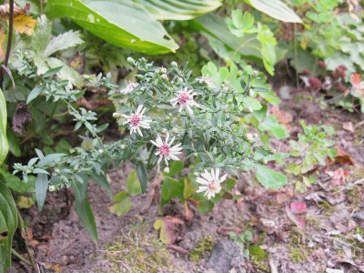 Aster_lateriflorus_Samling_Kopie.jpg