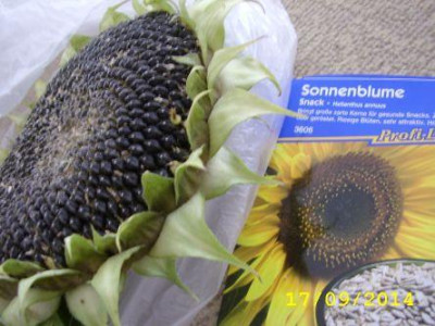 _SONNE_ERNTE_WIE_.jpg