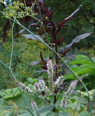 Amaranth_Hopi_Red.jpg