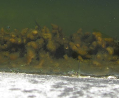 Suwasserschwamm-kl.jpg