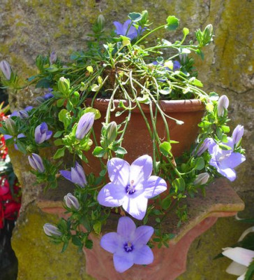 Campanula_fragilis_1_fars_2014.jpg