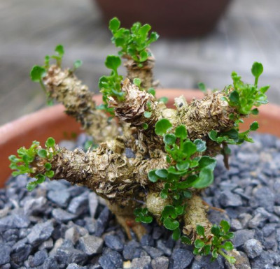 Campanula_fragilis_2_fars_2014.jpg
