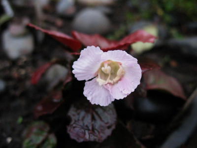 Shortzia_uniflora_var._orbicularis__...._18.9.14_003.jpg