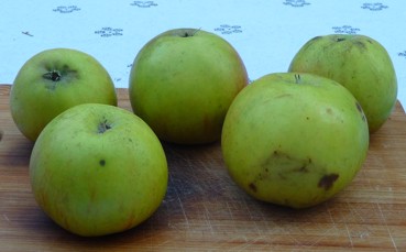 apfel02f.jpg
