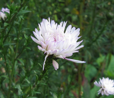 IMG_2760_Aster_15-09-2014_.jpg