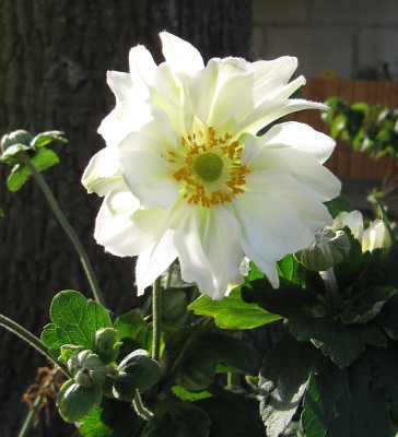 IMG_2742_Anemone_Wirbelwind_15-09-2014_.jpg
