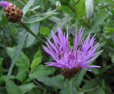 IMG_2766_Centaurea_15-09-2014-.jpg