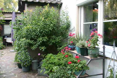Hammerstrauch_gelb0114a.jpg