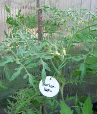 Tomate_Bukanlapu_1.jpg