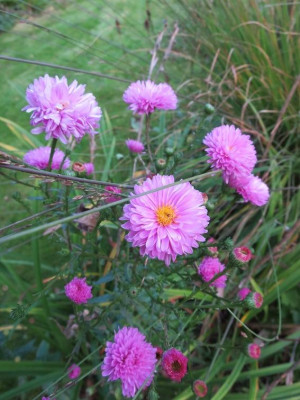 Aster_Rosenpompom_1577.jpg