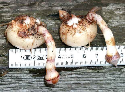 10130002_eArisaema_ciliatum_Knolle.JPG