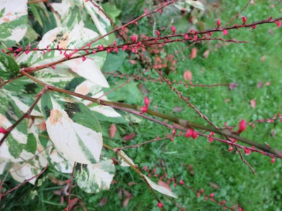 Persicaria_virginiana_Painters_Palette_1592.jpg