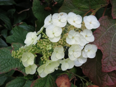 Hydrangea_quercifolia_Nachblu776te_1591.jpg