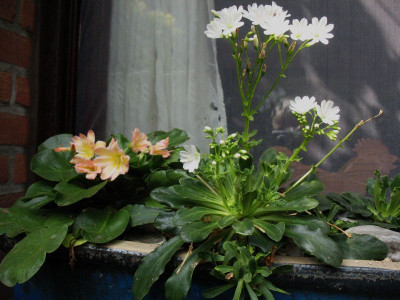 Lewisia__Konsorten_...___19.9.14_008.jpg
