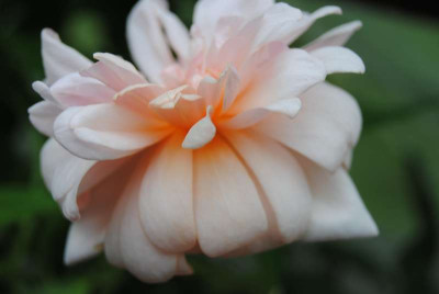 rosen_024.JPG