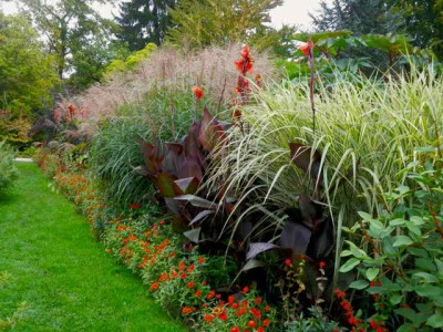 Miscanthus-Beet.jpg