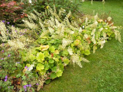 Heuchera_villosa_v._macrorrhiza.jpg