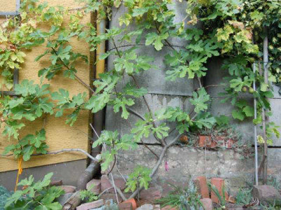 Feigen_Olivenolbehandlung_200914_001.JPG