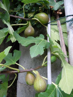 Feigen_Olivenolbehandlung_behandelt_Madeleine200914_002.JPG