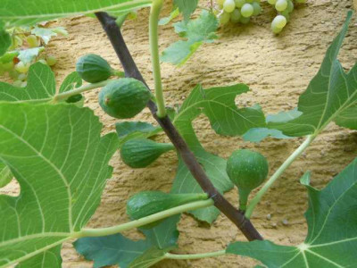 Feigen_Olivenolbehandlung_unbehandelt_madeleine_200914_003.JPG