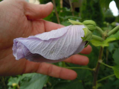 Hibiskus_Resi_geschlossene_Zigarre.JPG