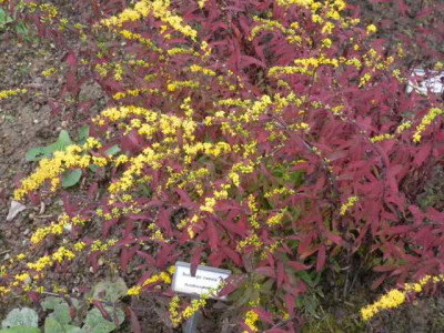 Solidago_caesia.jpg