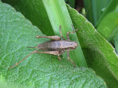 Heuschrecke_1594.jpg