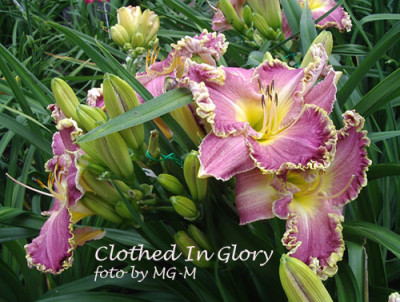 Clothed-In-Glory2.jpg