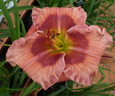 BB-P1050171.JPG