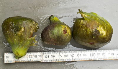 IMGP6590.jpg