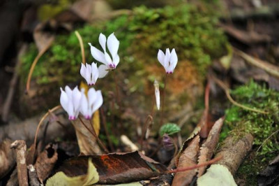 Cyclamen_cilicium_09.jpg