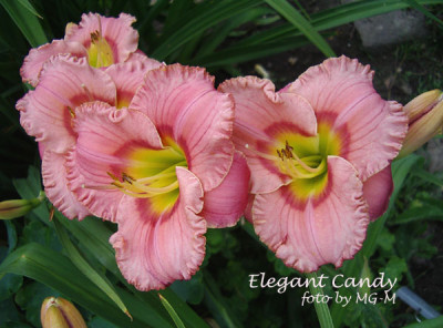 Elegant-Candy.jpg