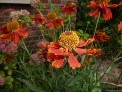 P1030433.JPG