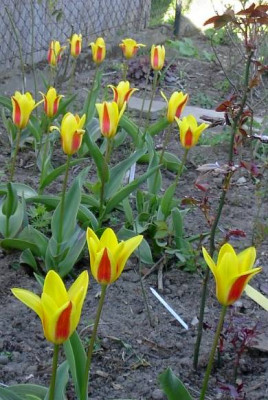 20040414_tulpen_gelbrot.jpg