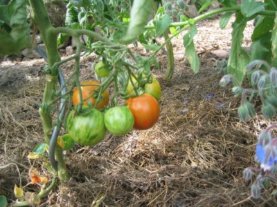 RedZebra_20050725.jpg