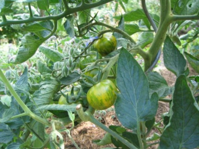 GreenZebra_20050725.jpg