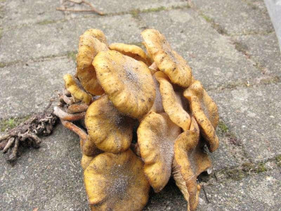 Pilz_1_Kopie.jpg